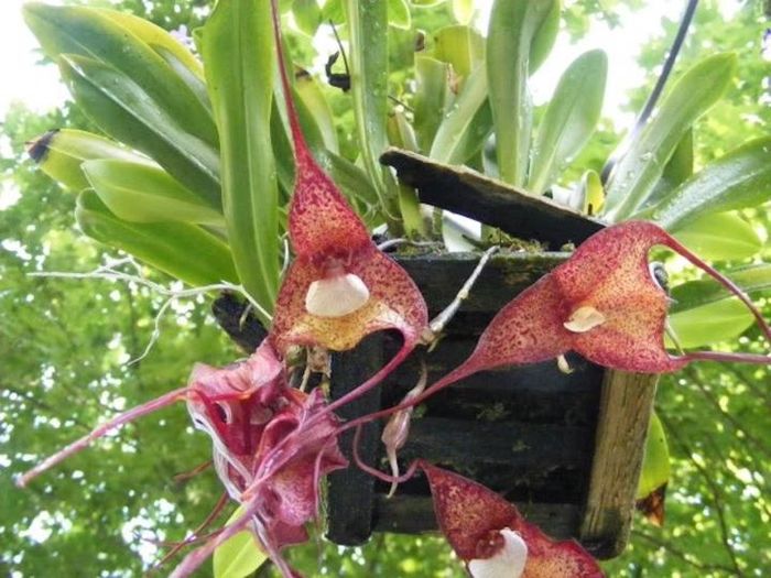 Lan mặt khỉ Bella. (Ảnh: orchidsforum)