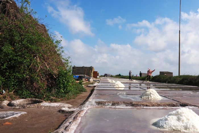 Những đụn muối nhỏ trắng tinh được cào trong ruộng, lấp lánh phản chiếu dưới ánh mặt trời, đợi thương lái đến thu mua hoặc đưa vào trong kho.