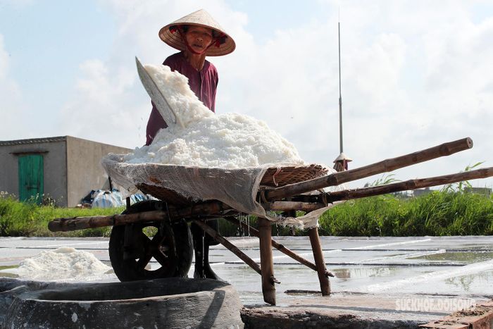 Đến cánh đồng muối Bạch Long, được chứng kiến người dân tạo ra những hạt muối trắng ngần ấy chúng ta mới hiểu, cảm nhận được phần nào những khó khăn vất vả của diêm dân chân chất thật thà nơi đây - những người ngày ngày đội nắng chắt lọc sự tinh túy của biển cho đời.