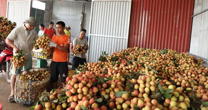 Hiện mỗi ngày có khoảng 50 tấn vải thiều sớm được các thương nhân đến thu mua, tiêu thụ. Ảnh: Thế Đại.