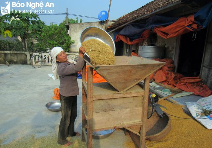 Trời nắng ráo, thuận lợi để nông dân huyện Diễn Châu quạt và phơi lúa. Ảnh: Quang An