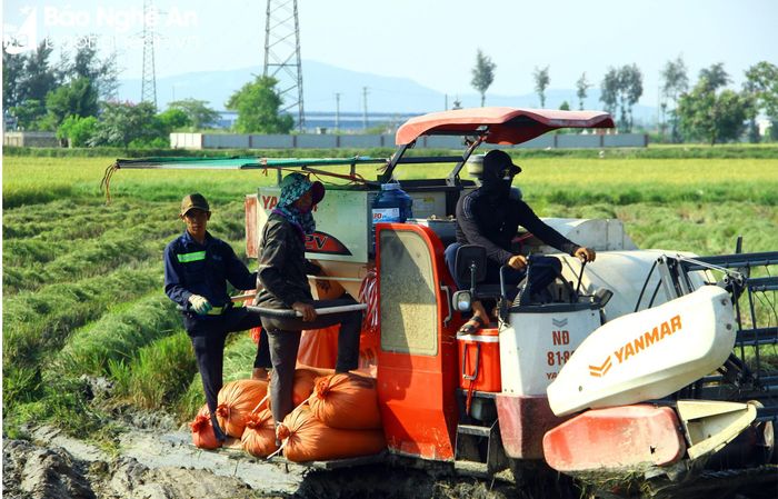 Nông dân Nghệ An thu hoạch lúa xuân. Ảnh: Quang An