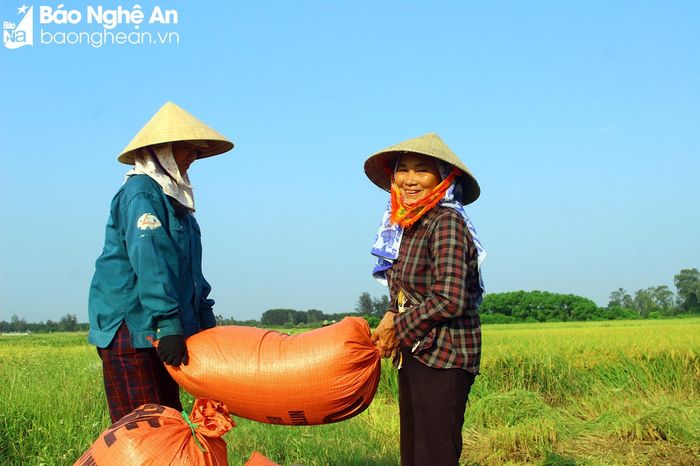 Niềm vui được mùa. Ảnh: Quang An