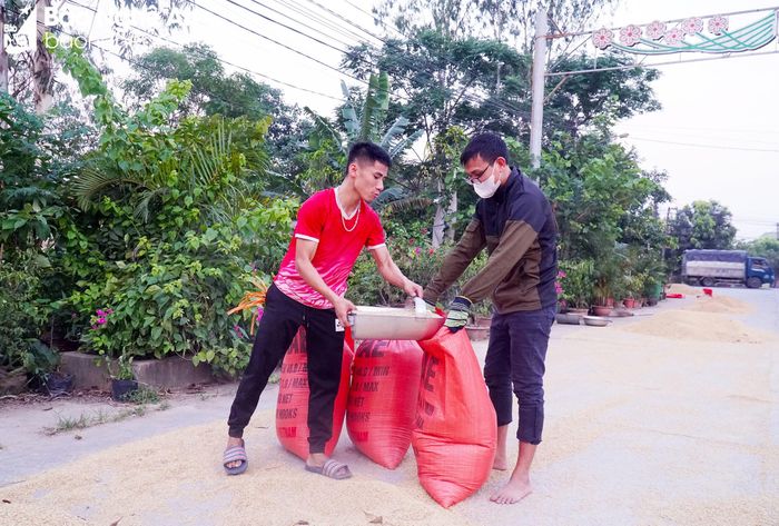 Gieo cấy 6 sào lúa vụ xuân, anh Tài thu về trên 2 tấn lúa. Ảnh: Phú Hương
