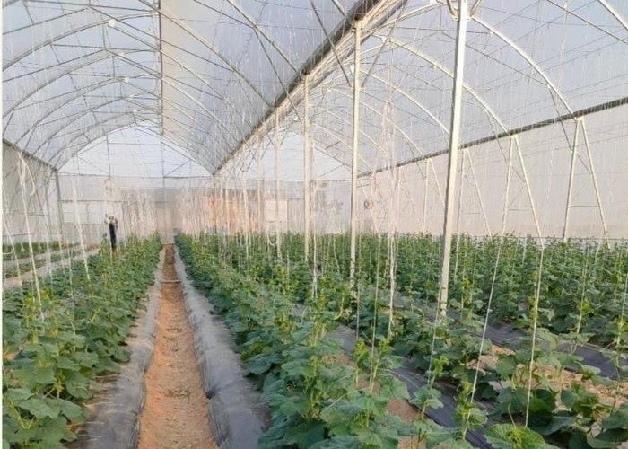 Mô hình sản xuất giúp người dân phát triển kinh tế