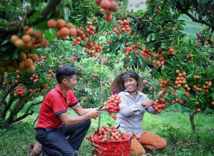 Trung Quốc vẫn là thị trường chủ lực trong xuất khẩu vải thiều và nhãn.