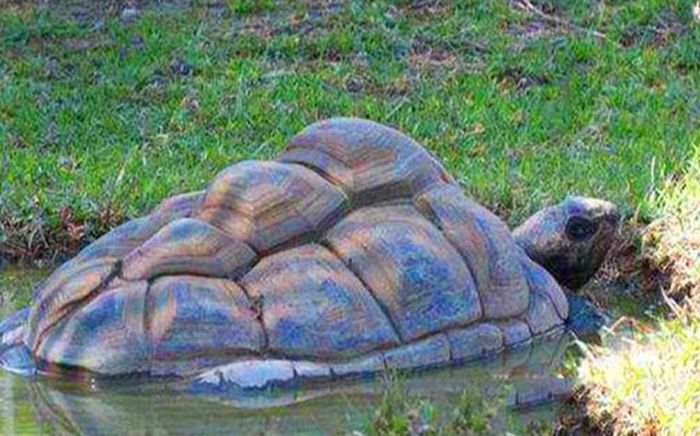 Với phát hiện đặc biệt này, các chuyên gia vừa bất ngờ vừa vui mừng. Người Trung Quốc thời xưa tin rằng, rùa tượng trưng cho may mắn, tuổi thọ. Chính vì vậy, nhiều người có sở thích nuôi rùa làm thú cưng. Do đó, sau khi qua đời, nhiều người được tùy táng cùng với một số thú cưng yêu thích, bao gồm loài rùa.