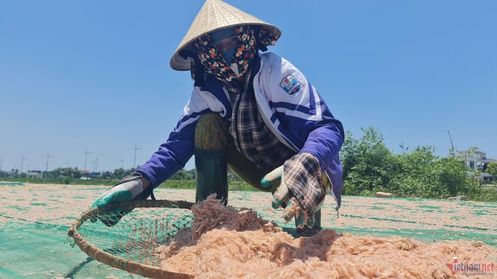Thời gian tàu bè cập bến khoảng 9 đến 11h trưa nên những người phơi moi cũng phải phơi mình trưa nắng
