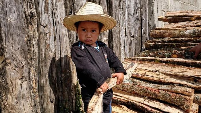 Trẻ em vùng nông thôn Mexico không biết chơi xếp khối, nhưng rất giỏi xếp củi. Ảnh: Getty Images