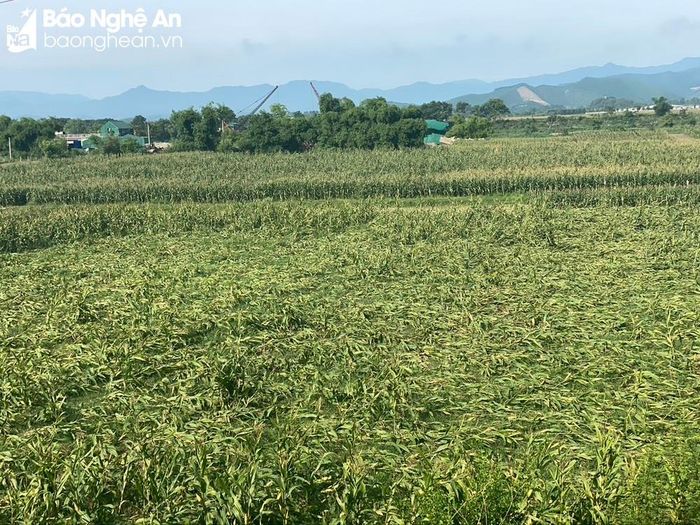 Nhiều diện tích ngô bị đổ rạp tại xã Đại Đồng, huyện Thanh Chương. (Ảnh chụp lúc 9h ngày 5/6). Ảnh: Văn Trường