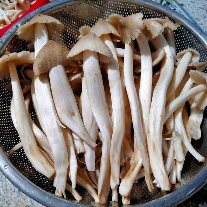 Tuy giá cao nhưng nhiều thời điểm các thương lái không đủ nấm mối để bán cho khách. Ảnh: Facebook