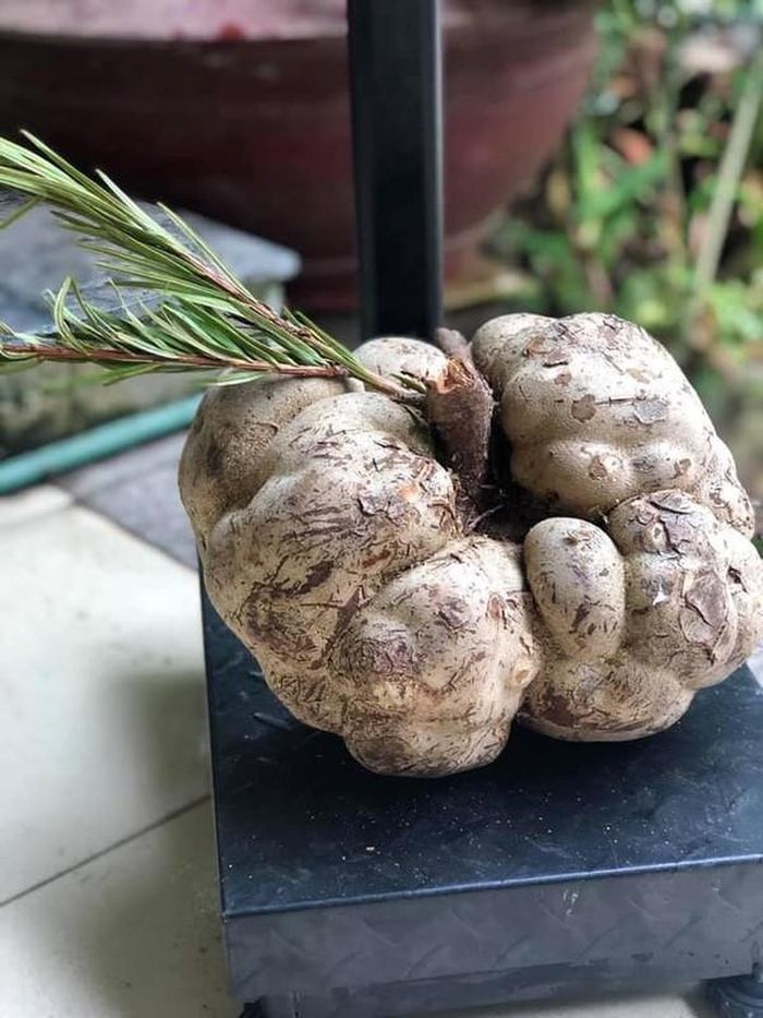 Mỗi năm, từ hàng trăm cây vân sam ngàn tuổi may ra có một vài quả nấm phục linh thiên. Do đó, nấm phục linh thiên rất quý hiếm, nhiều khi có tiền cũng không mua được. Ảnh: Facebook