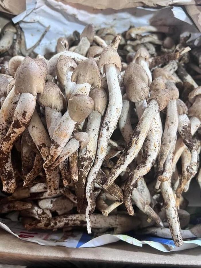 Do mọc tự nhiên và chỉ xuất hiện trong thời gian ngắn nên số lượng nấm mối không nhiều. Đây cũng là lý do khiến nấm mối có giá tới cả 1 triệu đồng/kg với hàng đã sơ chế. Ảnh: Facebook