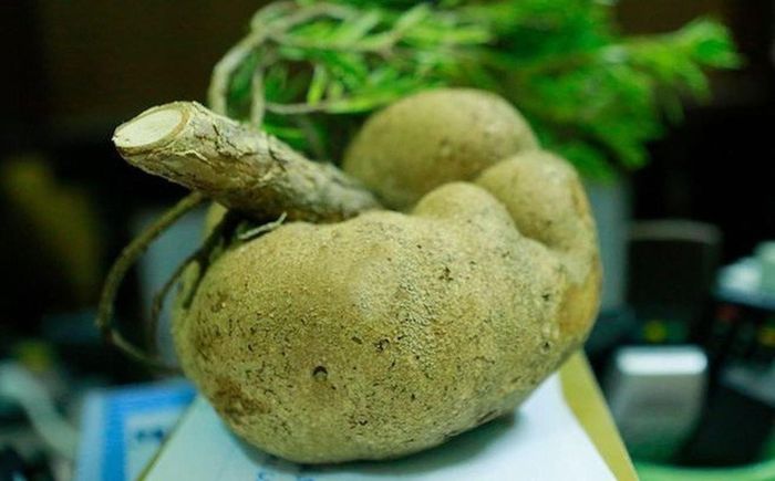 Trên thị trường, nấm phục linh thiên có giá khá cao, dao động từ vài trăm dến 2 triệu đồng/kg. Giá của nấm phục linh thiên phụ thuộc vào nhiều yếu tố, trong đó, quả nấm càng tươi, càng lâu năm, trọng lượng lớn thì càng được trả giá cao. Ảnh minh họa