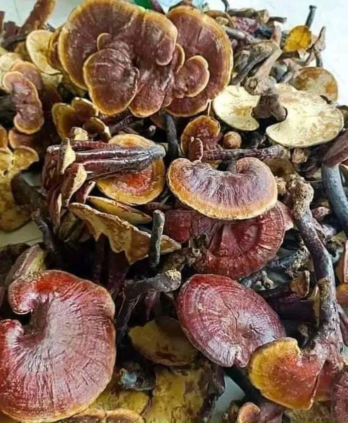 Tùy theo từng loại nấm nấm già, nấm non, nấm nụ, nguồn gốc nấm và cả quá trình thu hái, chế biến mà nấm lim xanh có nhiều mức giá khác nhau. Trung bình, giá nấm lim xanh dao động từ 500.000 đồng đến 6 triệu đồng/kg. Ảnh: Facebook
