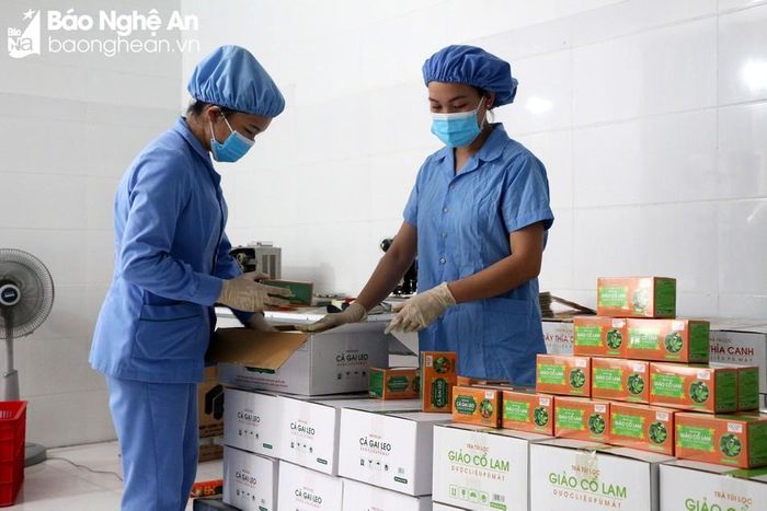  Sản phẩm dây thìa canh, cà gai leo của Công ty cổ phần Dược liệu Pù Mát. Ảnh: Thu Huyền