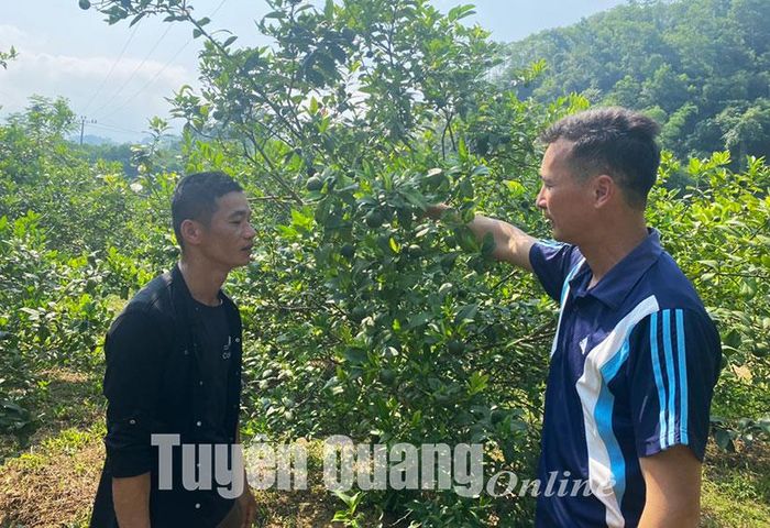 Người dân thôn Cầu Treo chuyển đổi từ trồng lúa kém hiệu quả sang trồng chanh tứ mùa, nâng cao thu nhập cho gia đình.