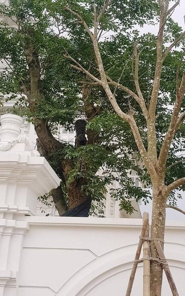 Nhiều cây gỗ quý, cây ăn quả được đưa về trồng 4 phía tạo nên giá trị cho căn nhà. Ảnh: Baovephapluat