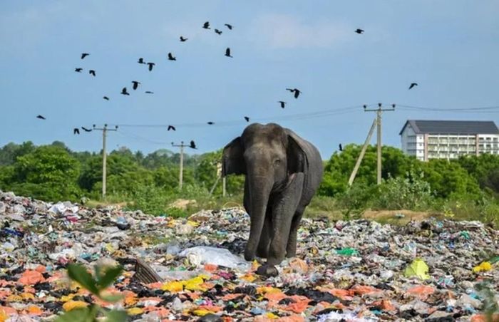 Voi tìm kiếm thức ăn hôi thối tại bãi rác.