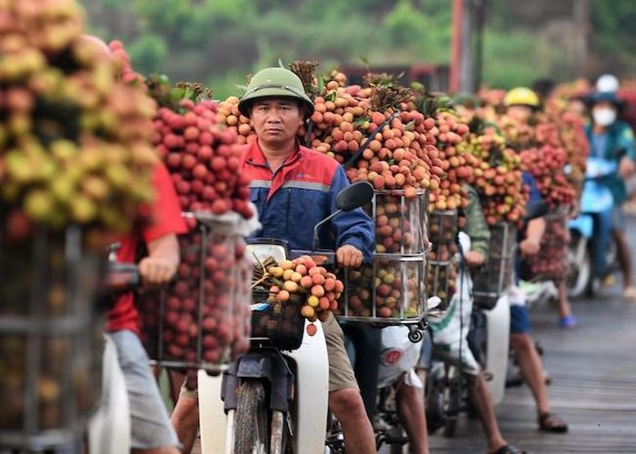 Người dân Lục Ngạn chở vải đi bán cho thương lại tại điểm thu mua tập trung. Ảnh: Hoàng Anh