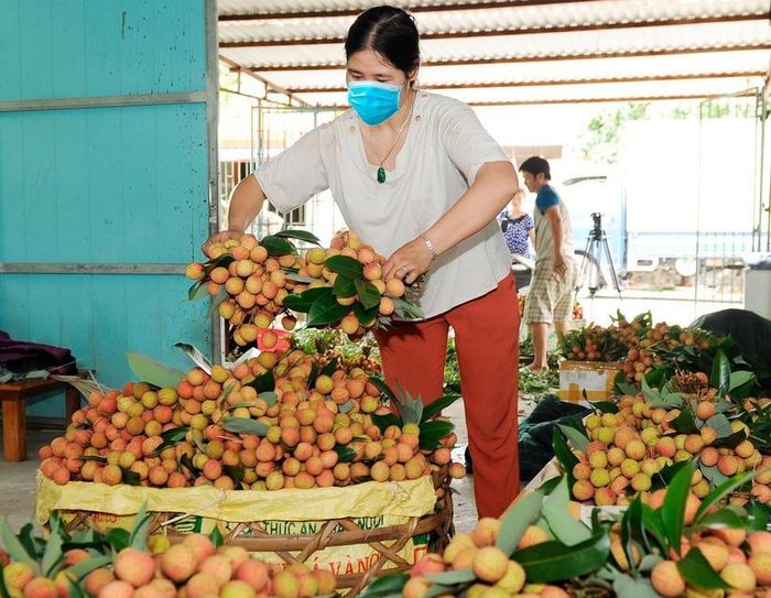 Vải thiều đang vào vụ thu hoạch. Ảnh: Phùng Nguyện.