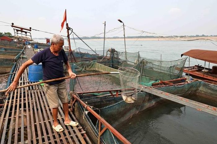 Ông Trần Văn Hướng, người dân khu 5, Xuân Lộc, huyện Thanh Thủy, tỉnh Phú Thọ, vận chuyển cá từ những lồng cạn sang lồng có nhiều nước hơn