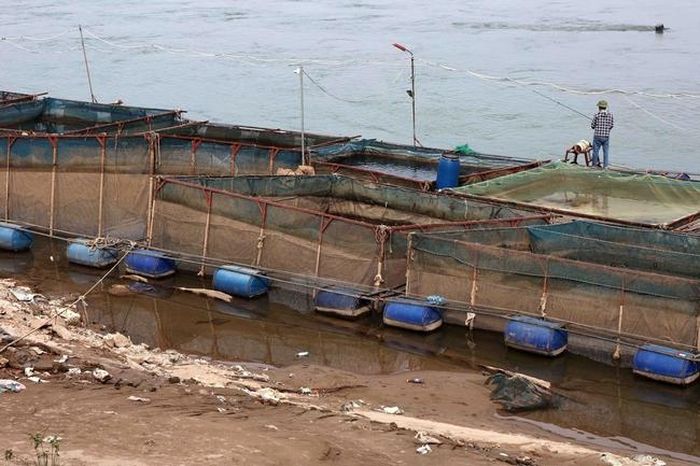 Mực nước sông Đà xuống thấp kỷ lục khiến nhiều hộ nuôi cá lồng trên địa bàn xã Xuân Lộc, huyện Thanh Thủy, tỉnh Phú Thọ gặp rất nhiều khó khăn