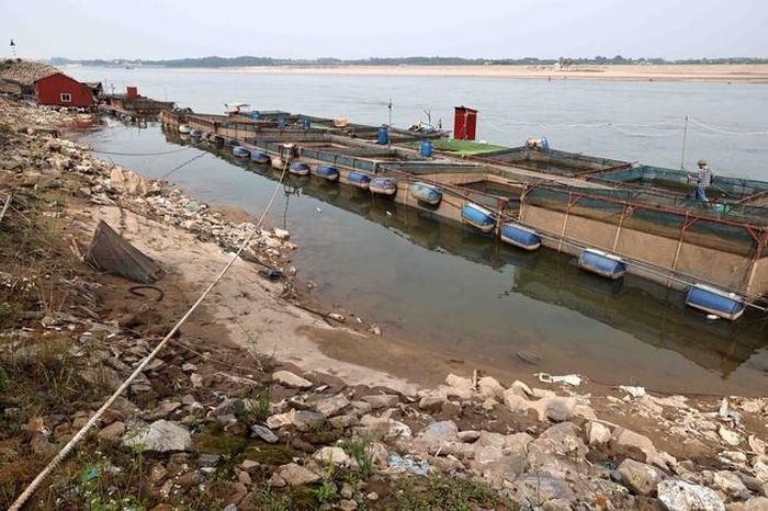 Nếu nước sông Đà tiếp tục xuống thấp, hàng chục lồng cá của HTX cá lồng Sông Đà (huyện Thanh Thủy, tỉnh Phú Thọ) có nguy cơ mất trắng
