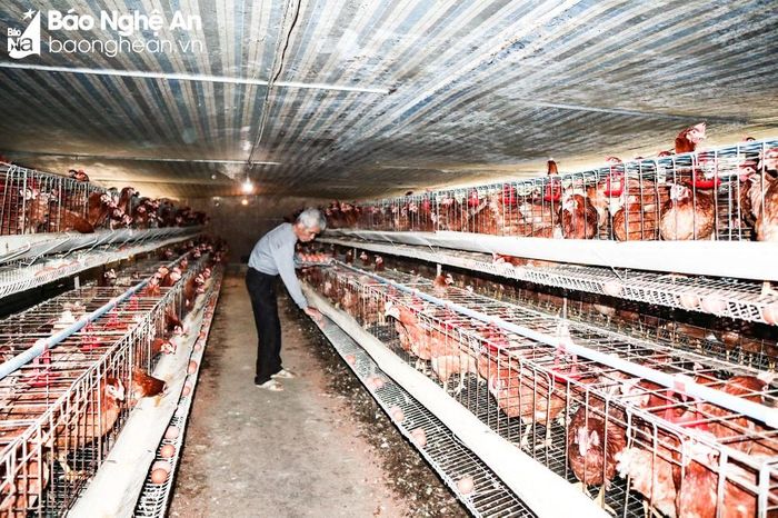 Các trại gà thịt, gà đẻ lấy trứng đều đối mặt với thua lỗ. Ảnh: Thanh Phúc