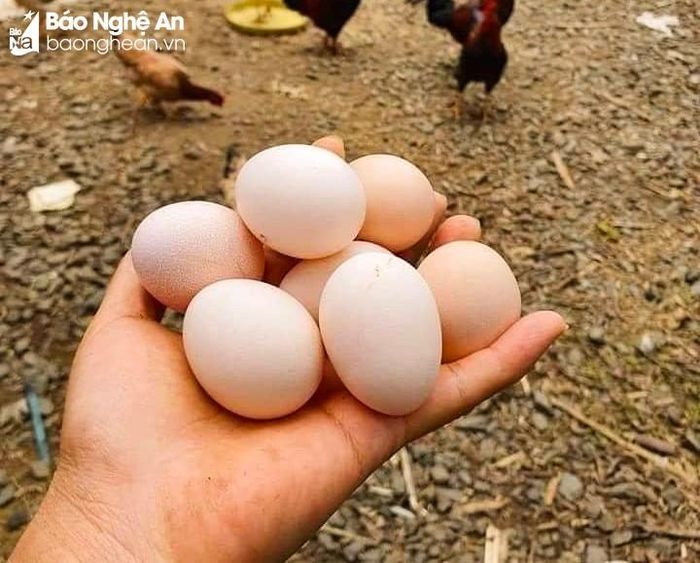Giá trứng gà hiện đang "chạm đáy", giảm 1.000 đồng/quả so với cùng kỳ năm ngoái. Ảnh: Thanh Phúc