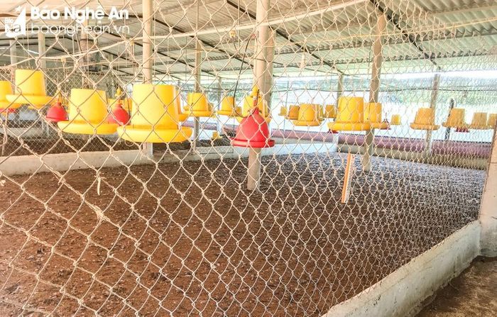 Nhiều trại gà để trống chuồng sau khi xuất bán. Ảnh: Thanh Phúc