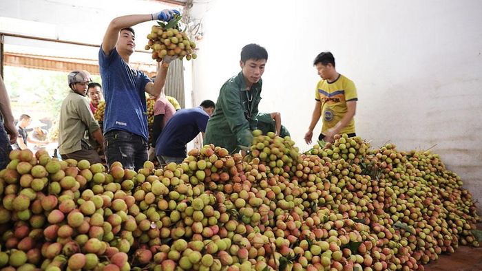 Từ tháng 6 trở đi là thời điểm phù hợp để xuất khẩu quả vải sang Trung Quốc.