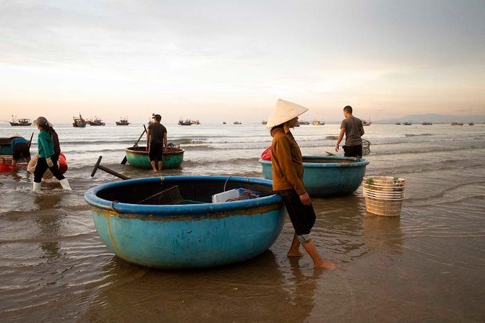 Để đưa hải sản vào bờ, ngư dân sẽ chuyển hải sản từ tàu lớn sang thuyền thúng nhỏ.