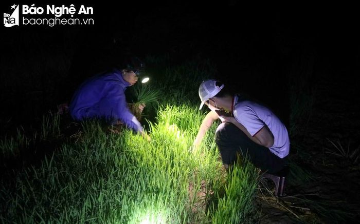 Nhiều bà con nông dân tranh thủ ruộng có nước nhổ mạ và cấy đêm để kịp tiến độ, tránh nắng nóng. Ảnh: Huy Thư
