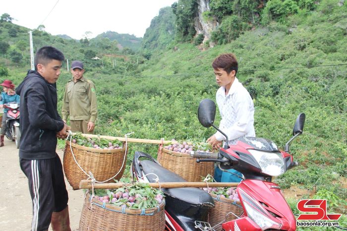 Rộn ràng không khí thu hái mận hậu. Ảnh: Minh Thu