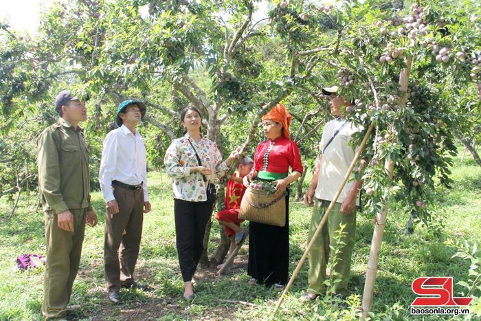 Cán bộ kỹ thuật Trung tâm Dịch vụ Nông nghiệp Thành phố tư vấn, hướng dẫn nhân dân bản Giàu kỹ thuật tỉa cành, tạo tán sau khi thu hoạch. Ảnh: Minh Thu