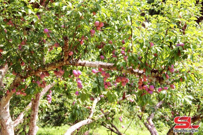 Vườn mận hậu ở bản Dầu cho mẫu mã đẹp, chất lượng. Ảnh: Minh Thu