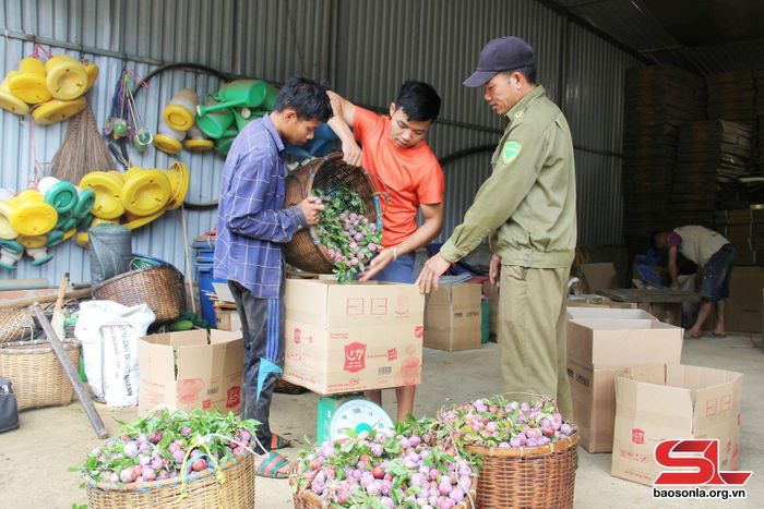 Điểm thu mua mận đóng gói xuất bán cho các thương lái. Ảnh: Minh Thu