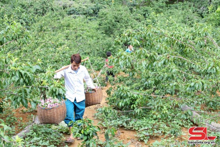 Nhân dân bản Dầu thu hoạch mận hậu. Ảnh: Minh Thu