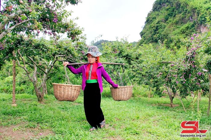 Vườn mận hậu của hộ bà Lèo Thị Biên. Ảnh: Minh Thu