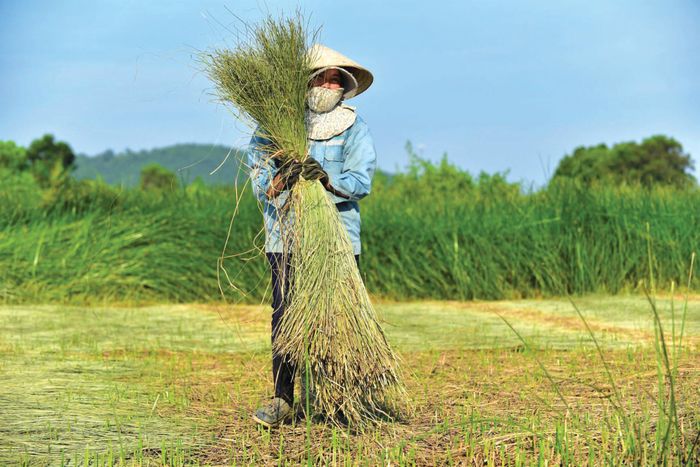Giữa những ngày nắng nóng đỉnh điểm, bà con nông dân vẫn đi cắt cói. 