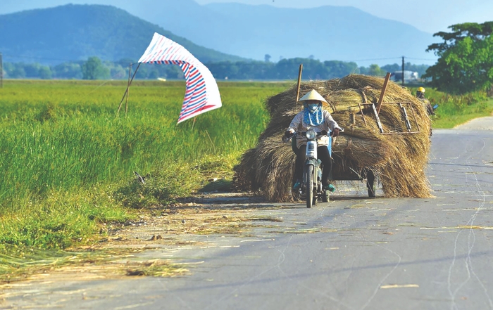 Nhiều chủ ruộng phải thuê thêm lao động thu hoạch cói cho kịp thời vụ. 