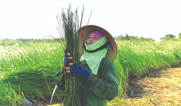 Khuôn mặt đen sạm của người phụ nữ thu hoạch cói trong một ngày nắng gắt tại Quảng Xương. 