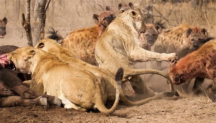 Theo National Geographic, sư tử và linh cẩu là loài săn mồi thường có sự trùng lặp trong môi trường sống cũng như con mồi mà chúng săn. Chính vì thế, chúng thường đối đầu nhau trong những cuộc chiến giành lãnh thổ và thức ăn.