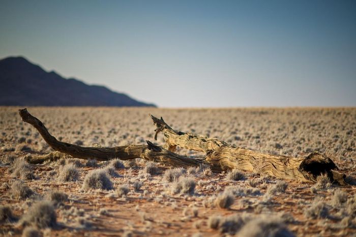  Nhiều nhà khoa học có bằng chứng cho thấy sa mạc Sahara từng là khu rừng nhiệt đới. Những thân cây hóa thạch được tìm thấy đã chứng minh một khu rừng rậm rộng lớn có thể đã tồn tại ở đây. Bên cạnh đó, nhiều hình chạm khắc trên đá cho thấy Sahara từng là nơi ở của các loài động vật như sư tử, cá sấu, hà mã và voi. 