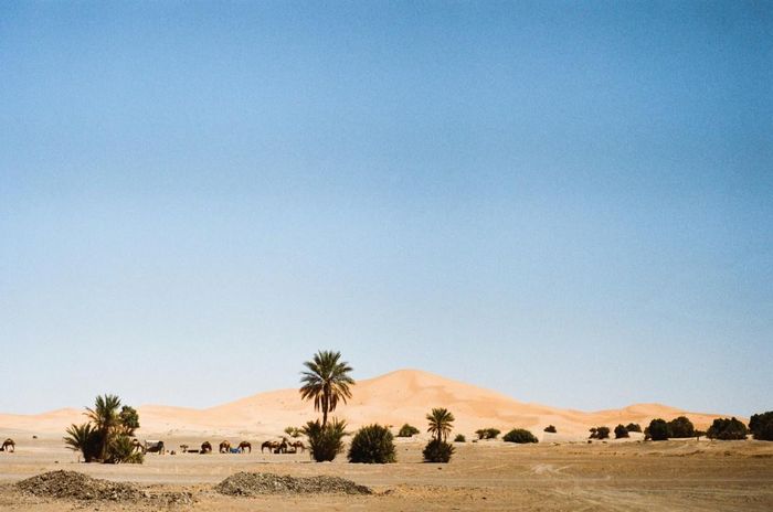 Thảm thực vật tại Sahara cũng rất đa dạng. Do nhiệt độ cao, ở đây có khoảng 1.100 loài thực vật và chủ yếu là các loài cây bụi. 