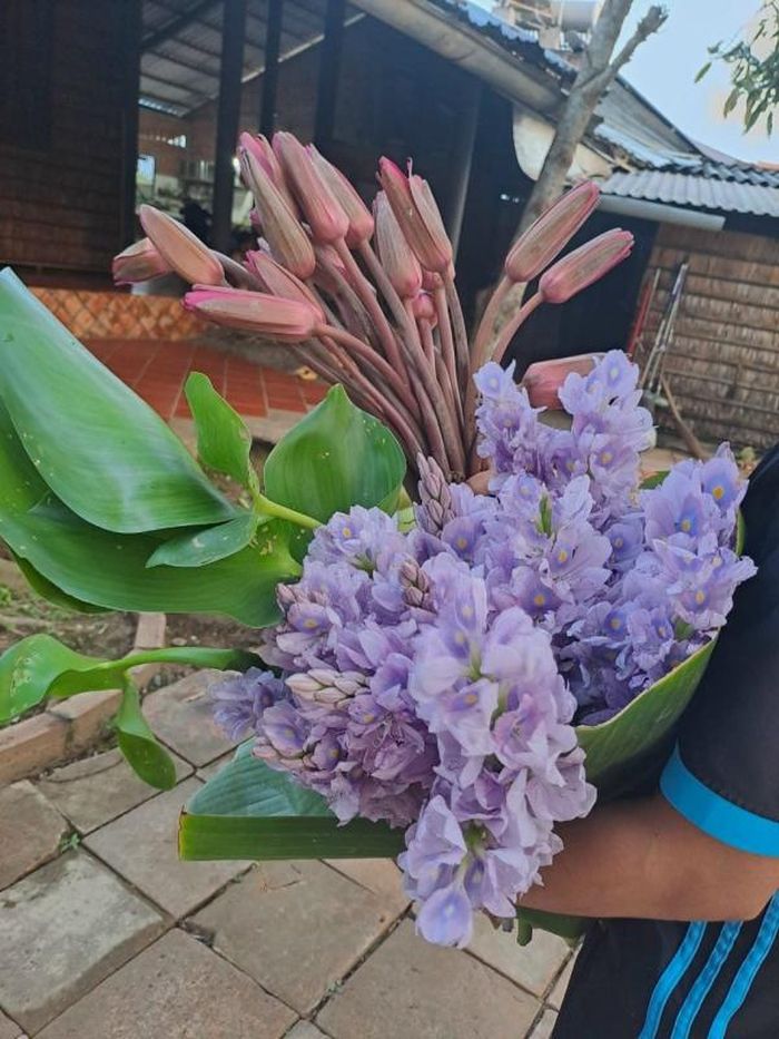 Lẩu mắm và Bông lục bình; bông súng