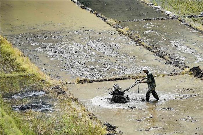Người dân làm đất chuẩn bị gieo cấy vụ mới trước khi nước ngập.