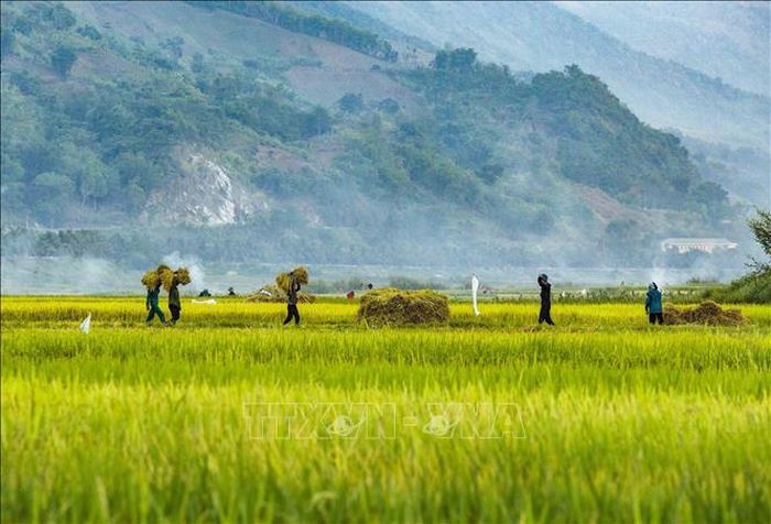 Khung cảnh ngày mùa nhộn nhịp dưới lòng hồ thủy điện.