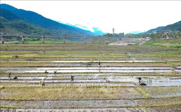Những diện tích đã thu hoạch xong được người dân làm đất chuẩn bị vụ mới trước khi nước ngập.